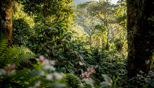 Shaded coffee farm canopy with epiphytes