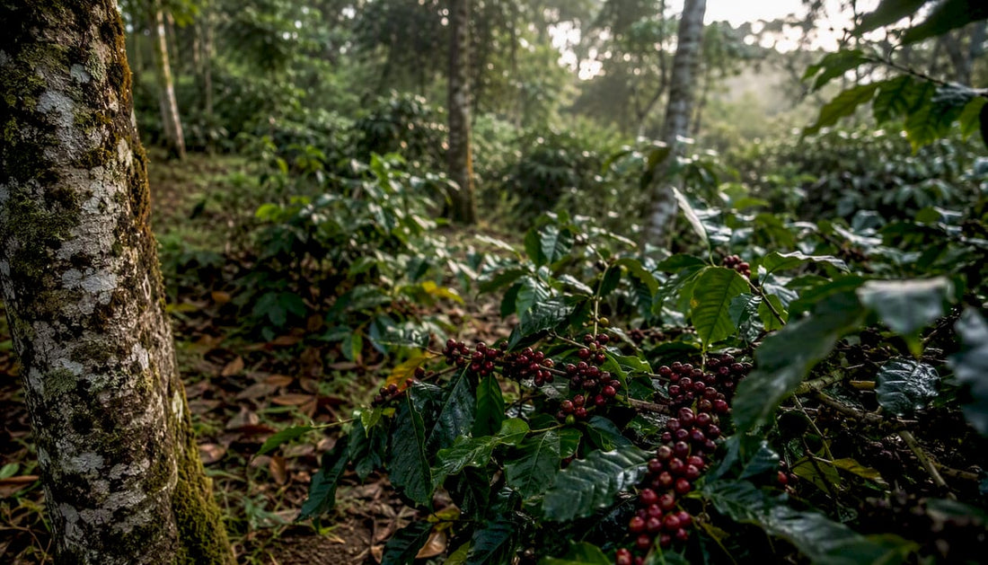 Ripe coffee cherries under shaded forest canopy