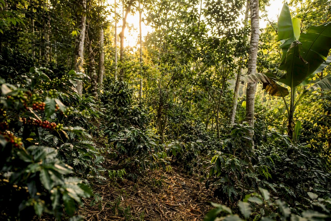 Coffee shrubs growing under shade trees
