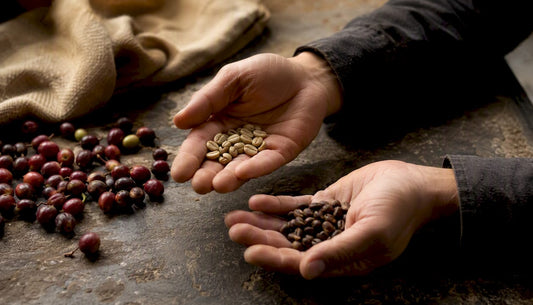 Hands sorting Arabica and Robusta coffee beans
