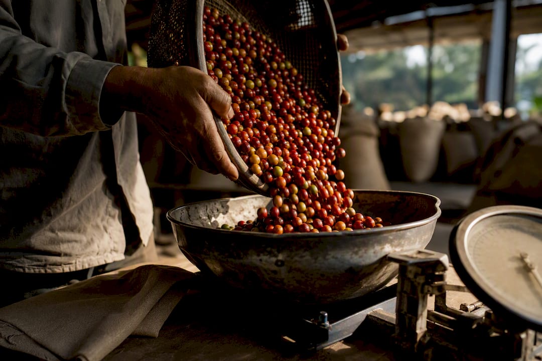 Coffee cherries being weighed at farmgate